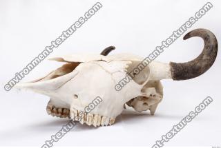Photo Reference of Animal Skull